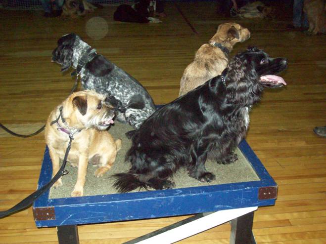 Dog Training in Edinburgh